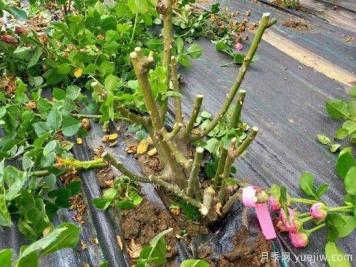 月季开完花后怎样剪枝才又开花