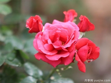 月季花在夏天需要每天浇水吗？