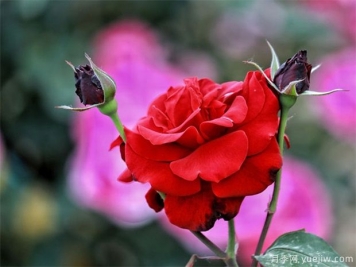 月季花谢了要剪掉吗