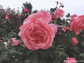 移植月季玫瑰能在夏天生存吗？