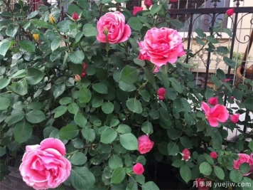 月季花栽在院子什么位置好