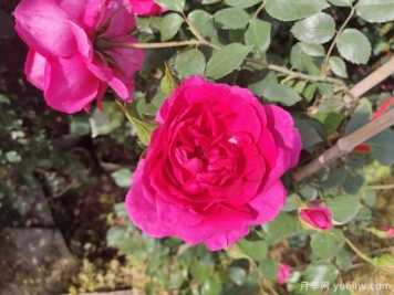 藤本系列的月季，有哪些经典品种的推荐