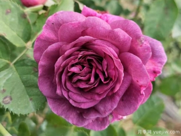 月季花有哪些品种？不同颜色月季花代表有哪些？