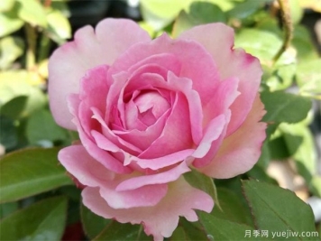 中国的十大名花的介绍