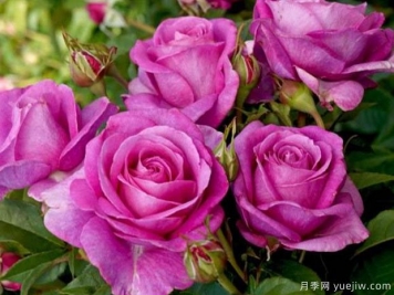 月季简介，形态特征，繁育栽培，月季传说