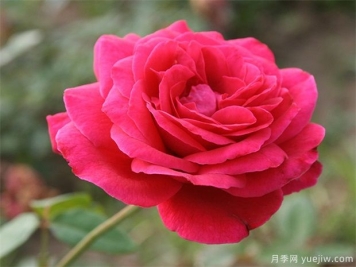 常见的月季花品种都有哪些？