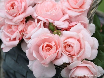 广东新手适合种什么月季？