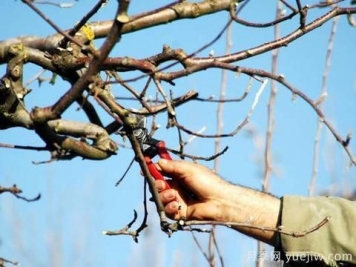 哪些苗木需要冬剪？修剪程序和冬剪法