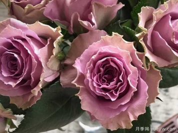 特洛伊月季/42号公路月季