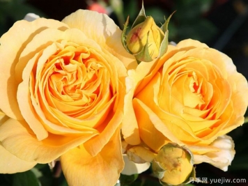 烛光月季/全球美人月季