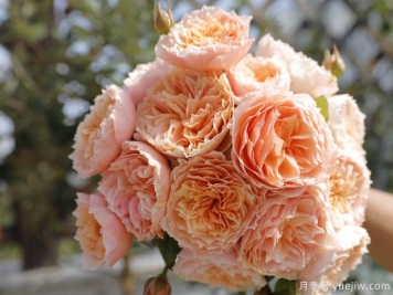 大花量，勤开花，这5款灌木月季你值得拥有！