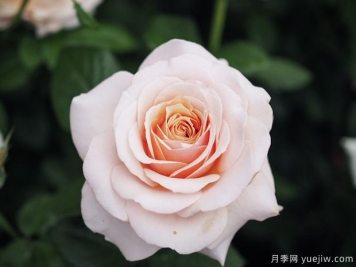 尚多斯美人月季的优缺点测评