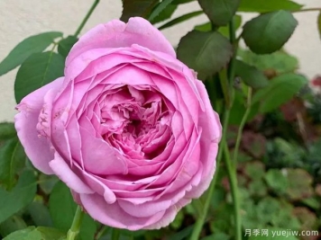 德拉费尔伯爵月季