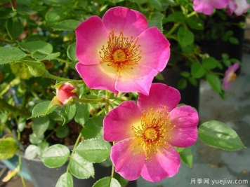 紫罗兰时刻月季