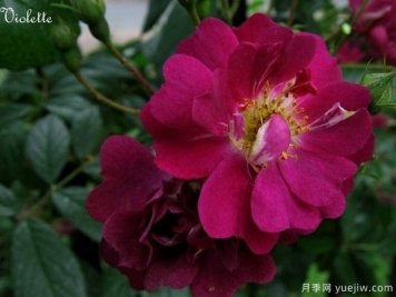 维奥莉特月季/紫罗兰月季