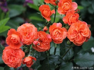九月黄昏月季