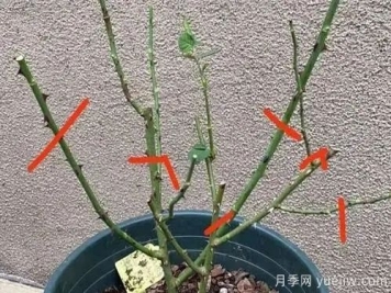 二月份月季花管理很重要，查漏补缺进入爆长期