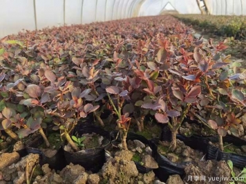 春季月季复苏，有哪些养护工作要做