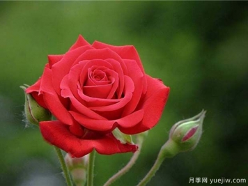 中国红月季雅苏娜的优缺点是什么？