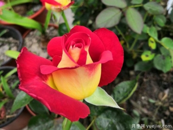 法兰西金月季/友谊月季