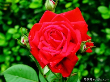 第一红月季/先红月季