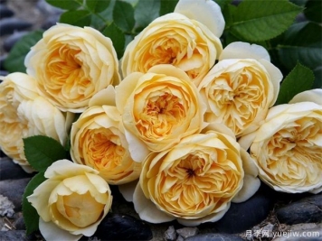 圣女贞德月季/贞德月季