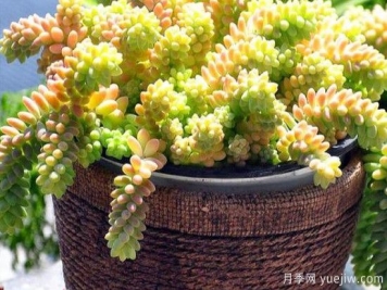 玉缀的养殖方法和注意事项