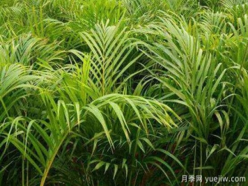 凤尾竹发黄发枯的原因有哪些？