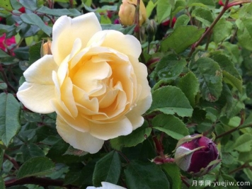 休息日月季(黄色)