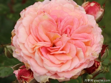 安摩拉多月季Amaretto