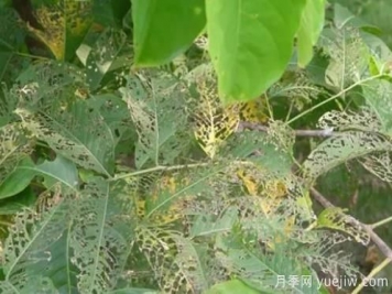 园林常见食叶害虫的综合防治方法