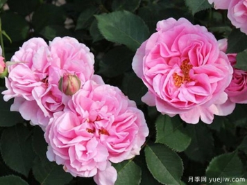 月季养殖知识：养花环境，盆土配置，推荐品种，养护打理