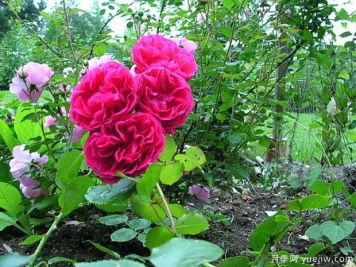 红色新曙光月季