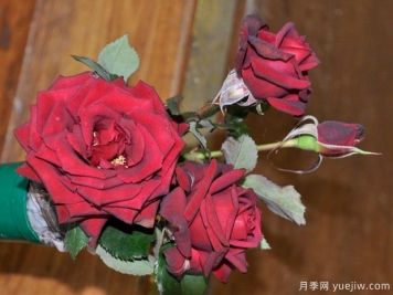 特伦特月季Trent