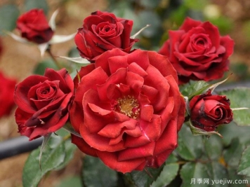 塞巴斯蒂安月季Sebastian