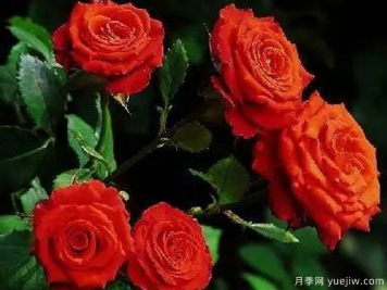 默西德斯月季Mercedes