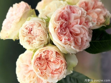 夏日绒球月季/夏日羊绒月季