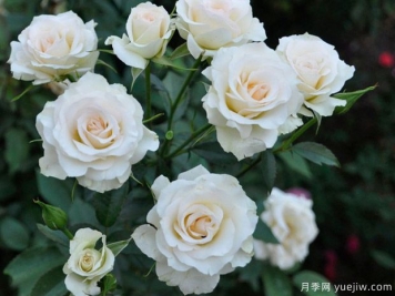 奶油冰淇淋月季