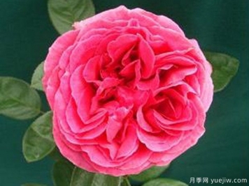 伊芙琳月季EvalynJane