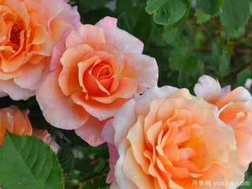 皮埃尔赫尔梅月季(EVEcot)