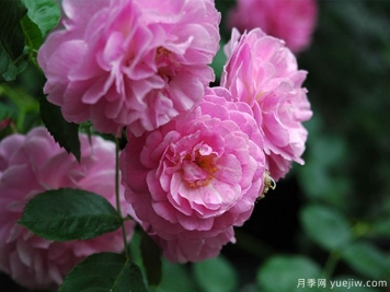 薰衣草少女月季