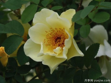 艾莎月季(丹麦黄色)