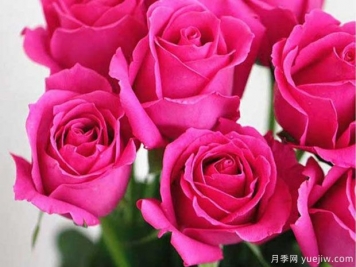 大桃红月季/镭射月季