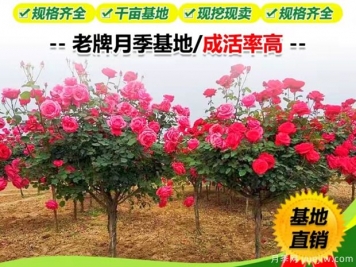 选择花卉苗木注意事项