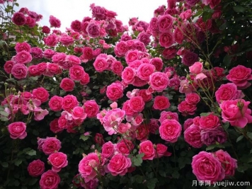 最值得栽种的10种藤本月季，优秀是一种传统