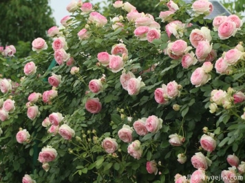 藤本月季全年的栽培养护要领