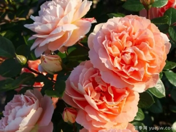 湖美人月季/湖色之美月季