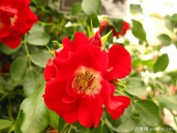 漫步的露西月季