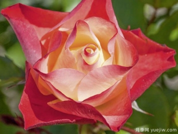 折纸月季/日式折纸