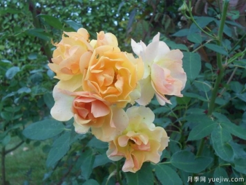 藤本快乐舞蹈月季